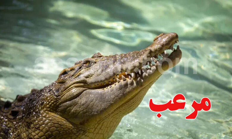 crocodile