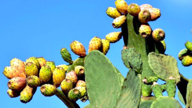 figues de barbarie