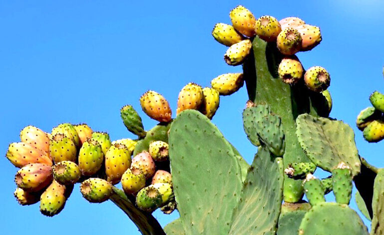 figues de barbarie