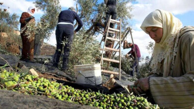 olives