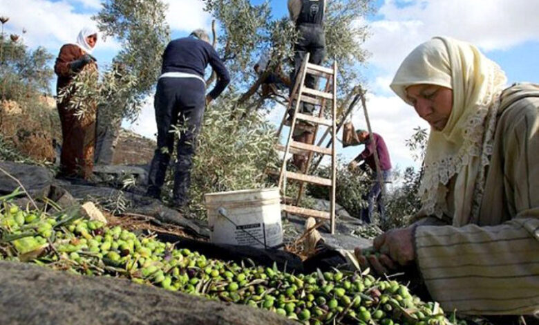 olives