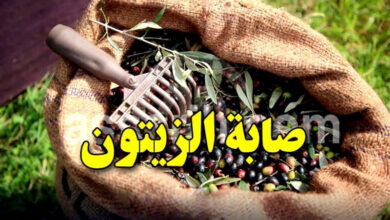 olives cueillette