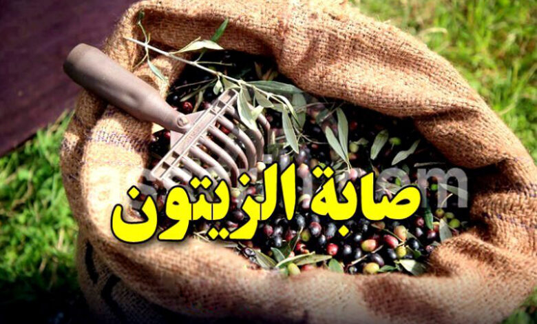 olives cueillette