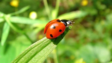 Coccinelle