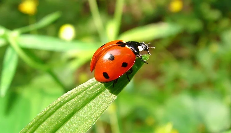 Coccinelle