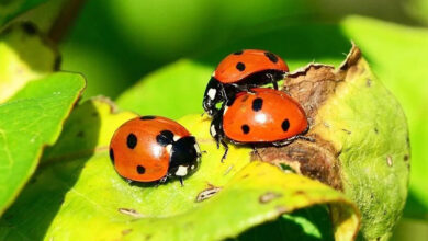 Coccinelle pour lutter contre la cochenille