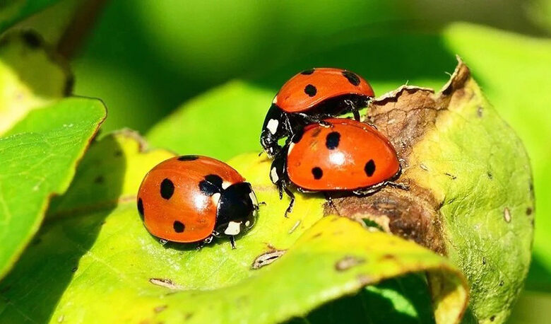 Coccinelle pour lutter contre la cochenille
