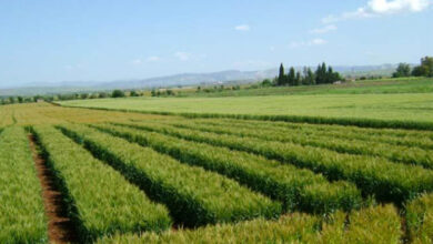 Immobilier agricole international