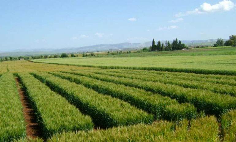 Immobilier agricole international