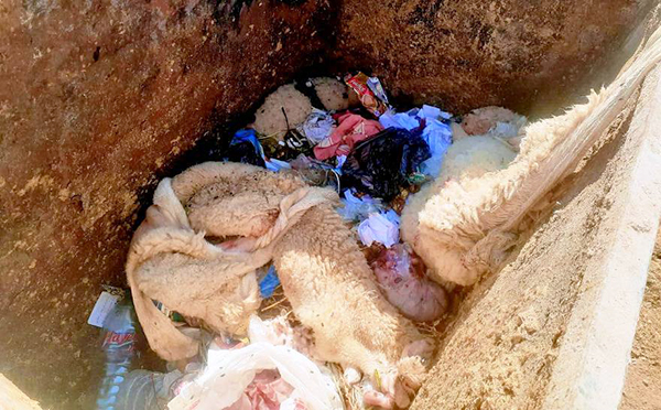 Le gouverneur de Kasserine ordonne la fermeture de l'abattoir municipal de Majel Bel Abbes.