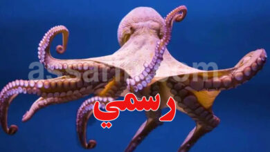 Octopodes
