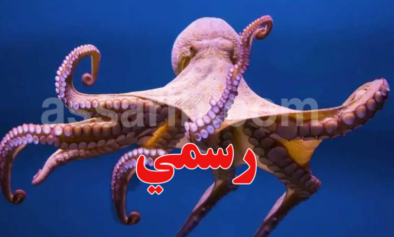 Octopodes