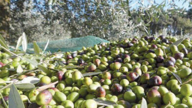 Olive