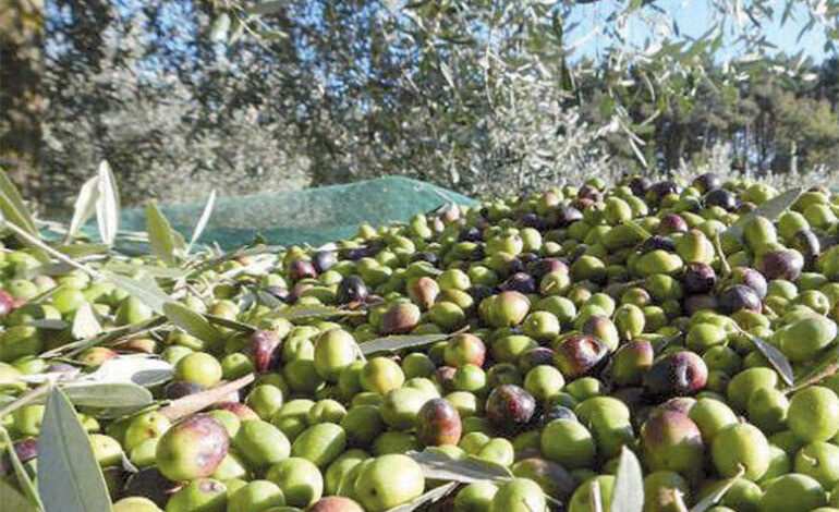 Olive