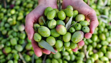 Olive