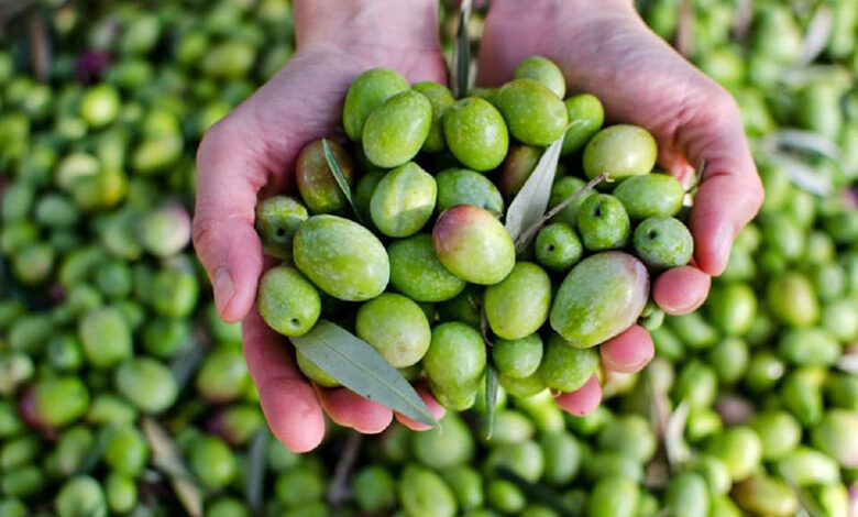 Olive