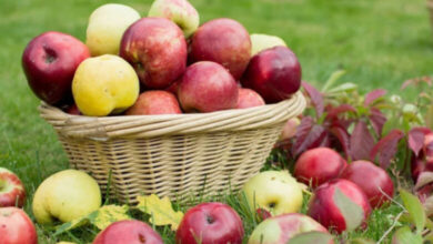 Pommes