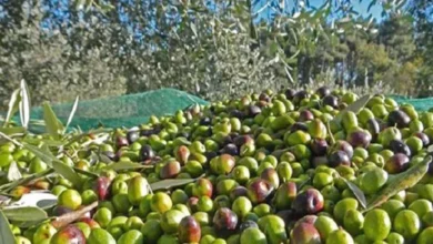 Récolte des olives