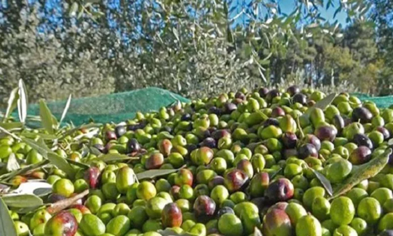 Récolte des olives