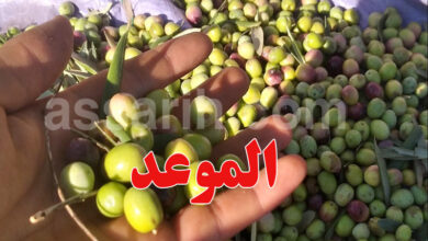 culture olive