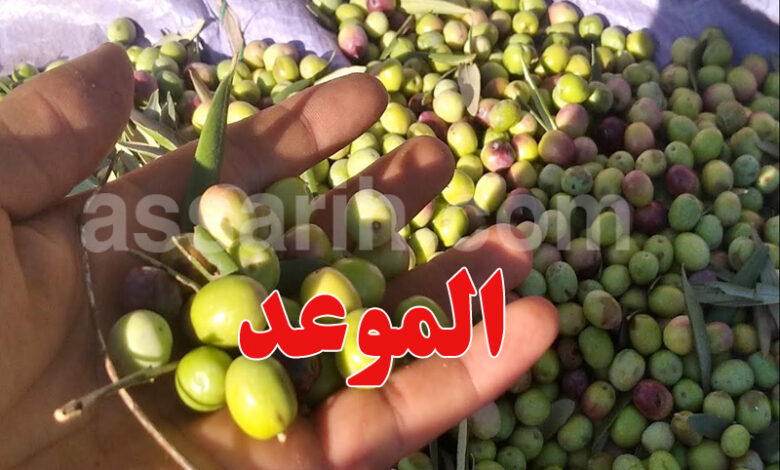 culture olive