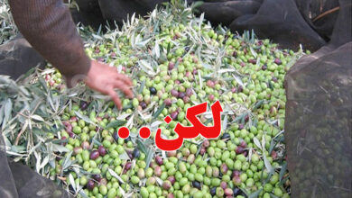 culture olive
