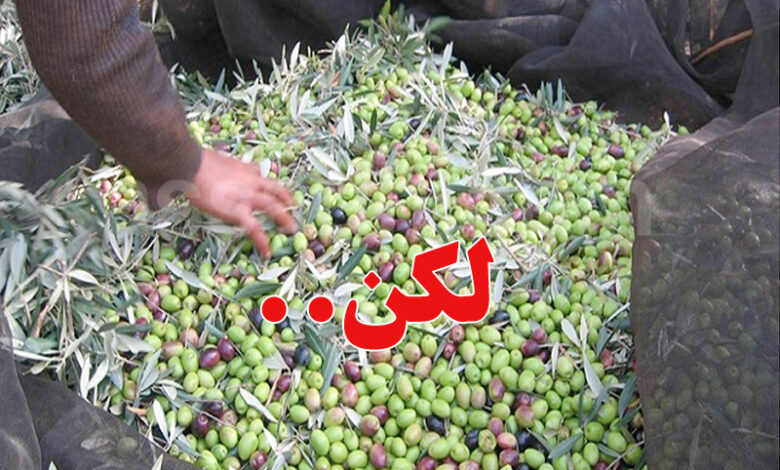 culture olive
