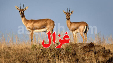 gazelle rim