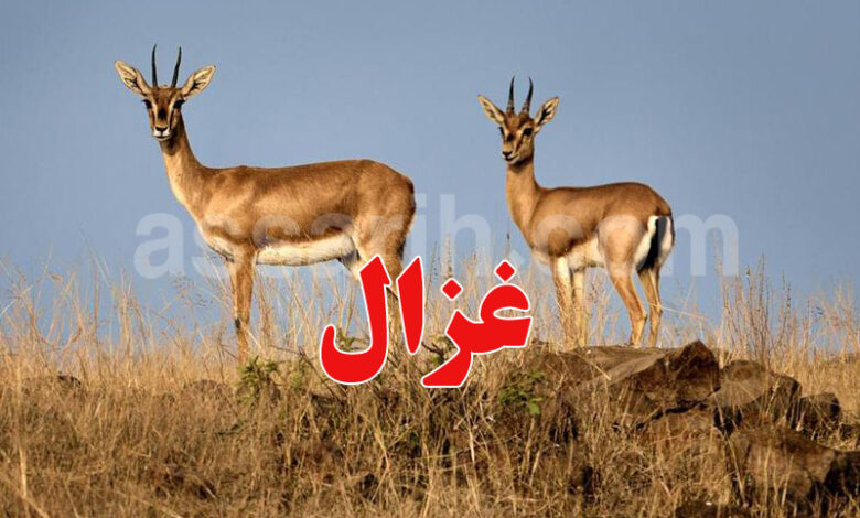 gazelle rim