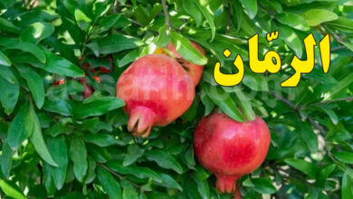 grenade fruit