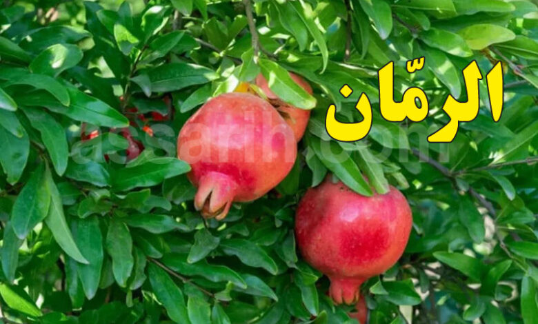 grenade fruit
