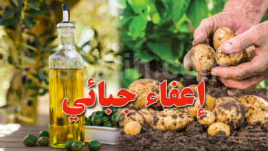 houile dolive et pomme de terre