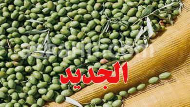olive