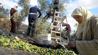olives