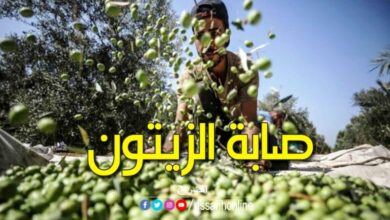 olives Tunisie