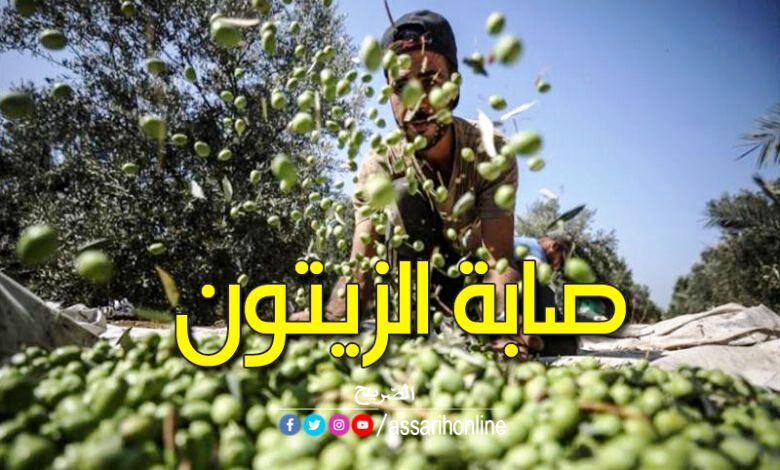 olives Tunisie