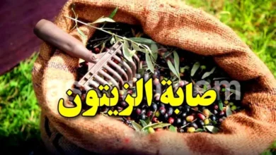olives cueillette