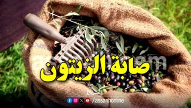 olives cueillette 780x470 (6)