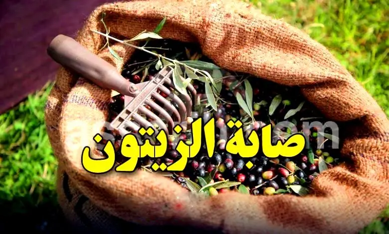 olives cueillette