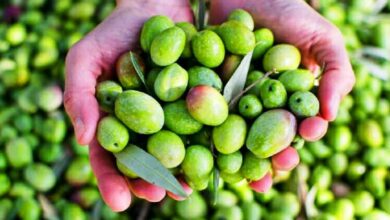 olives-oct-2025