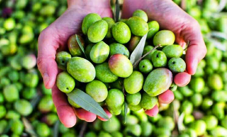 olives-oct-2025