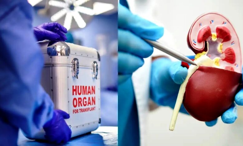organ transplant 165112025 (1)