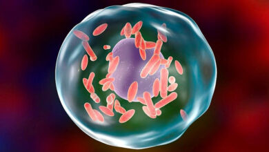 q-fever-bacteria