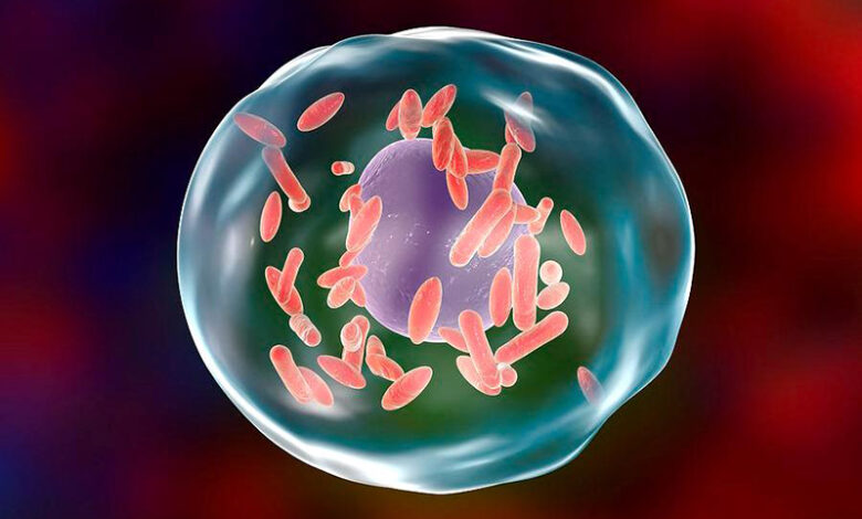 q-fever-bacteria