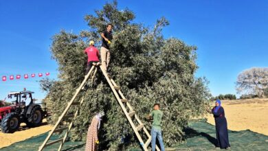 sfax Olives