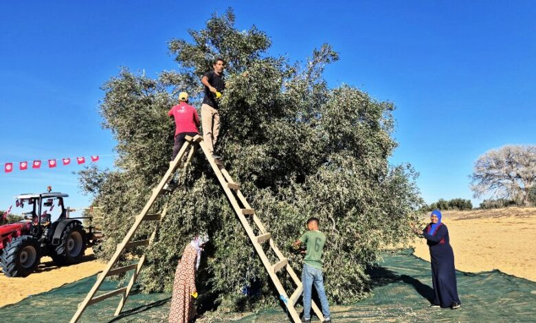 sfax Olives