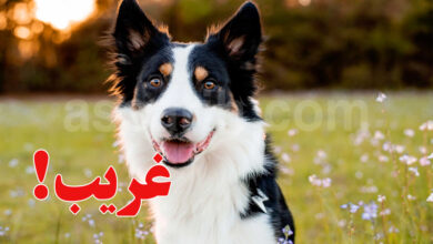 Chiens
