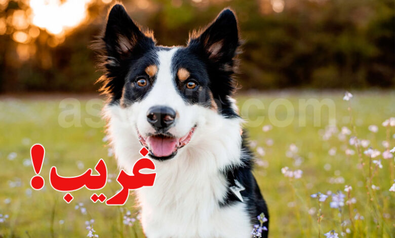 Chiens