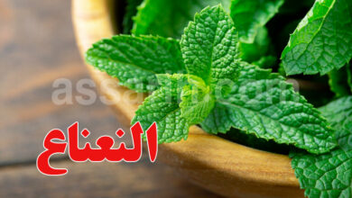 Menthe