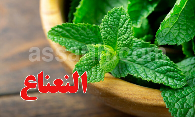 Menthe